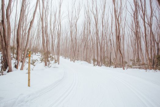 A freshly groomed trail in the middle of winter season at Lake Mountain in Victoria, Australia