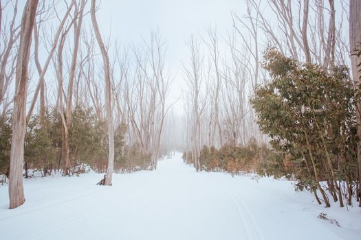 A freshly groomed trail in the middle of winter season at Lake Mountain in Victoria, Australia