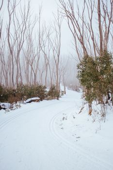 A freshly groomed trail in the middle of winter season at Lake Mountain in Victoria, Australia