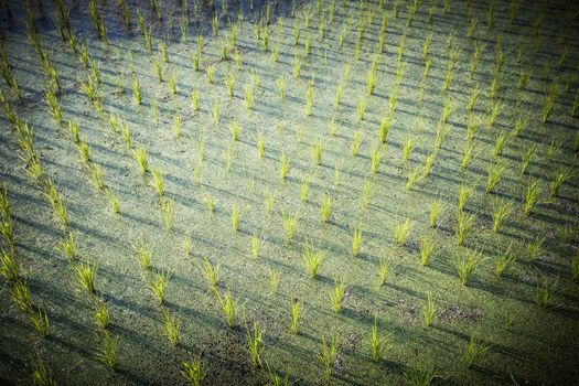 Crops of rice fields on a hot sunny afternoon near Ubud, Bali, Indonesia