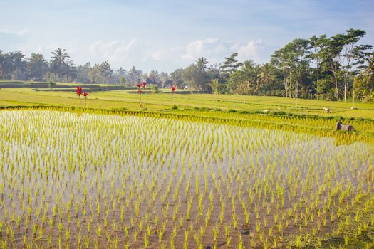 Crops of rice fields on a hot sunny afternoon near Ubud, Bali, Indonesia