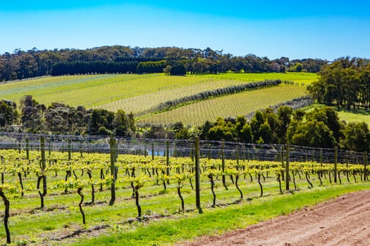 Young vines on a clear sunny day in the Mornington Peninsula, Victoria, Australia