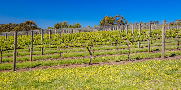 Young vines on a clear sunny day in the Mornington Peninsula, Victoria, Australia