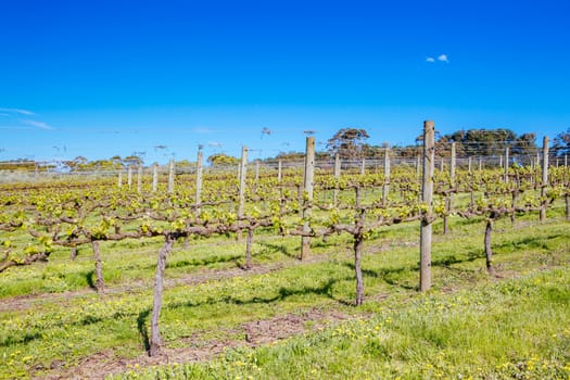 Young vines on a clear sunny day in the Mornington Peninsula, Victoria, Australia