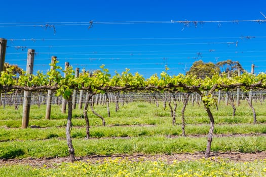 Young vines on a clear sunny day in the Mornington Peninsula, Victoria, Australia