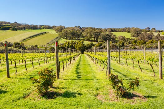 Young vines on a clear sunny day in the Mornington Peninsula, Victoria, Australia