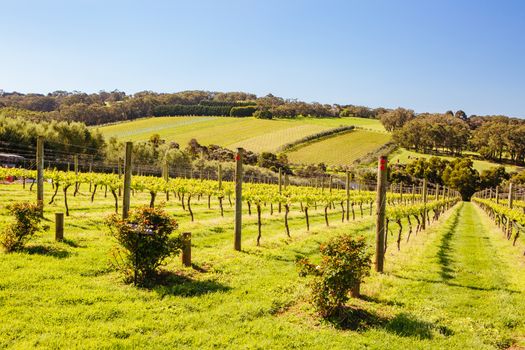 Young vines on a clear sunny day in the Mornington Peninsula, Victoria, Australia