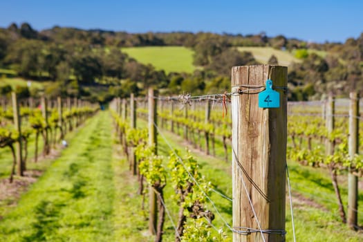 Young vines on a clear sunny day in the Mornington Peninsula, Victoria, Australia