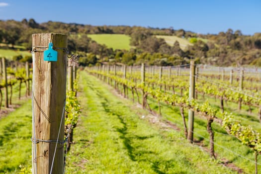 Young vines on a clear sunny day in the Mornington Peninsula, Victoria, Australia