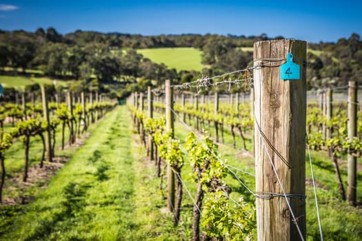 Young vines on a clear sunny day in the Mornington Peninsula, Victoria, Australia