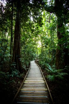 The famous Jindalba Boardwalk thru ancient rainforest in the Daintree region of Queensland, Australia