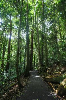 Walkway to Natural Bridge on a warm autumn day in Springbrook National Park near the Gold Coast, Queensland, Australia