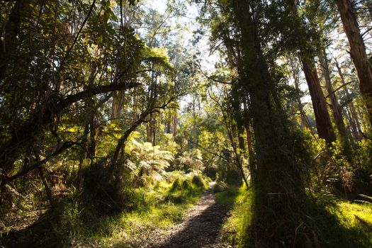 The trees and pathways of Sherbrooke Forest in the Dandenong Ranges on a sunny autumn day in the Dandenongs, Victoria, Australia