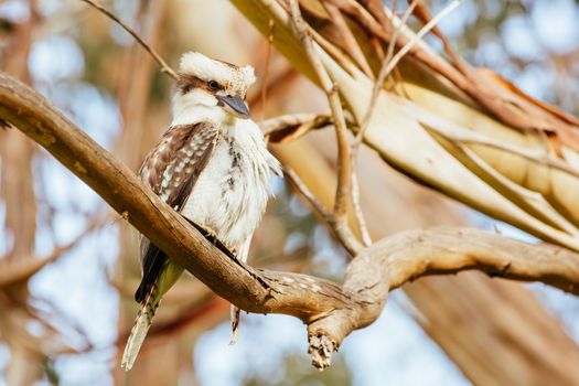 A watchful kookaburra at the popular tourist attraction of Hanging Rock. A volcanic group of rocks atop a hill in the Macedon ranges, Victoria, Australia