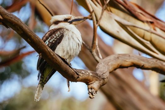 A watchful kookaburra at the popular tourist attraction of Hanging Rock. A volcanic group of rocks atop a hill in the Macedon ranges, Victoria, Australia