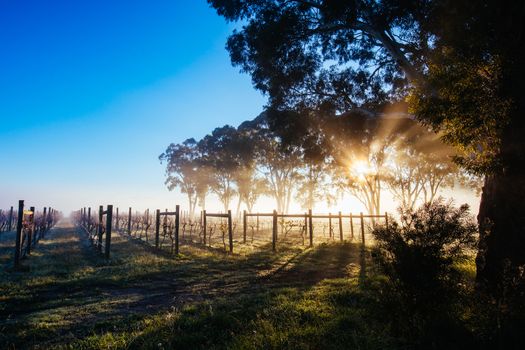 The sun rises over recently picked vines on a cold misty autum morning in Yarra Valley, Victoria, Australia