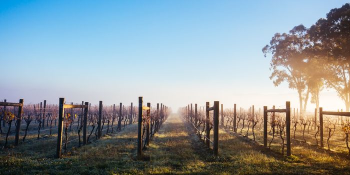 The sun rises over recently picked vines on a cold misty autum morning in Yarra Valley, Victoria, Australia