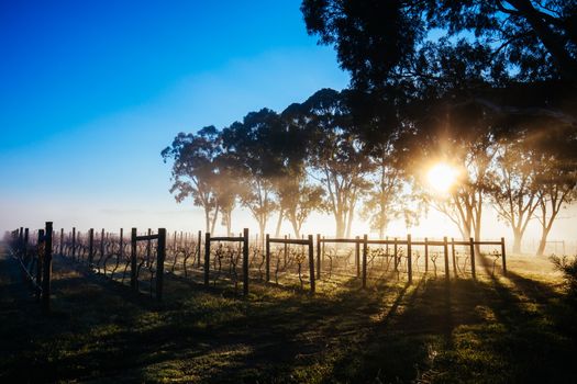 The sun rises over recently picked vines on a cold misty autum morning in Yarra Valley, Victoria, Australia