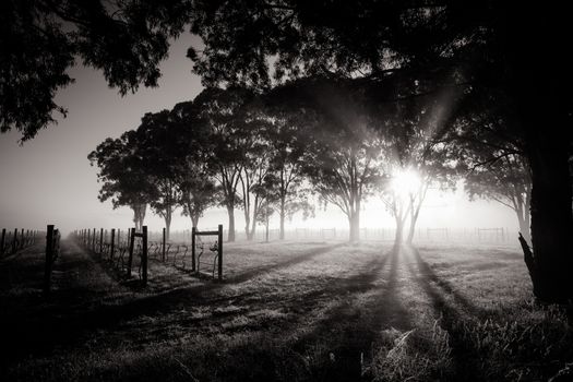 The sun rises over recently picked vines on a cold misty autum morning in Yarra Valley, Victoria, Australia
