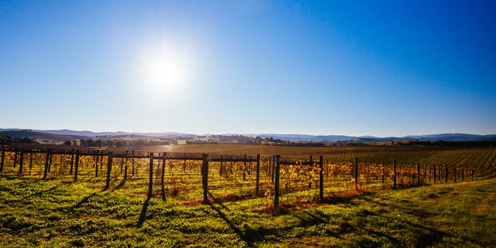 The sun sets over recently picked vines on a warm autum evening in Yarra Valley, Victoria, Australia