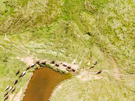 Aerial view of cows herd grazing on pasture field near Murwillumbah in NSW, Australia