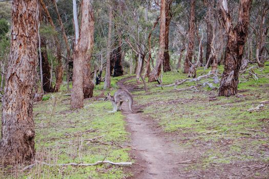 Mountain bike trails around Plenty Gorge in Northern Melbourne in Victoria, Australia