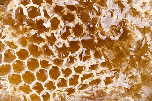 Slice of honeycombs with organic honey closeup