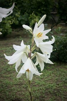 White lily flowers in the garden after rain