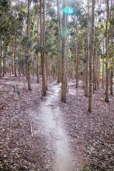 The popular Lysterfield mountain bike park in Churchill National Park situated in eastern Melbourne in Victoria, Australia