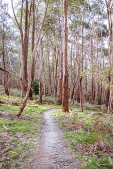 The popular Lysterfield mountain bike park in Churchill National Park situated in eastern Melbourne in Victoria, Australia