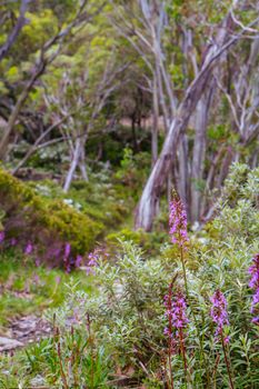 Mt Baw Baw landscape and walking trails during summer in Victoria, Australia