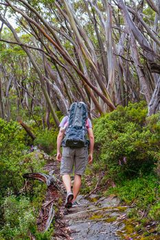 Mt Baw Baw landscape and walking trails during summer in Victoria, Australia