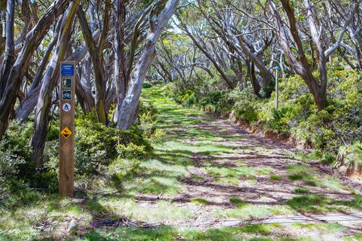 Mt Baw Baw landscape and walking trails during summer in Victoria, Australia