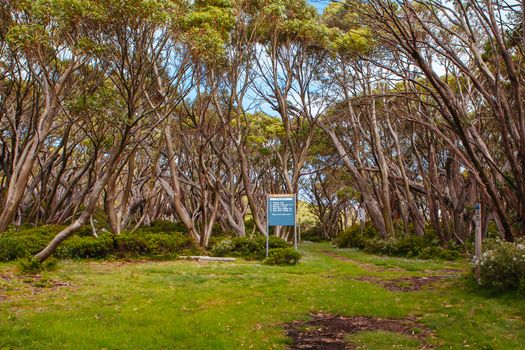 Mt Baw Baw landscape and walking trails during summer in Victoria, Australia