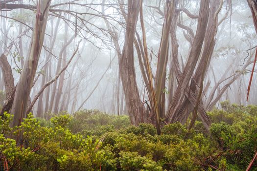 Mt Baw Baw landscape and walking trails during summer in Victoria, Australia