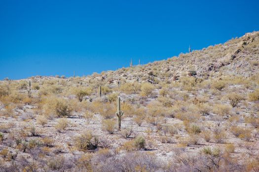 Hillside cacti near Prescott in Arizona, USA