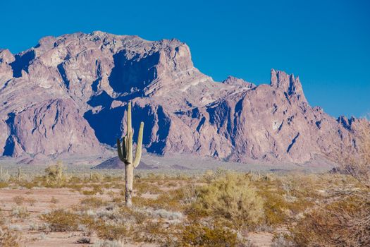 Hillside cacti near Prescott in Arizona, USA