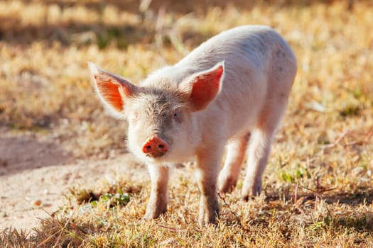 Happy inquisitive piglets roam free in Gundagai, NSW, Australia