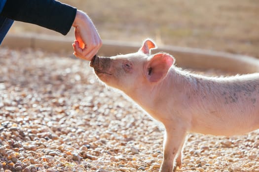 Happy inquisitive piglets roam free in Gundagai, NSW, Australia