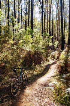 The popular Buxton mountain bike park in Black Range State forest near Marysville in Victoria, Australia