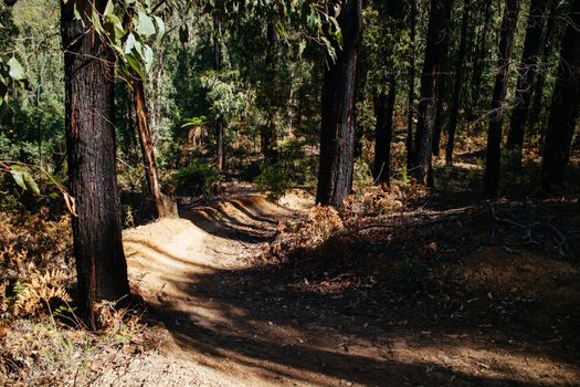 The popular Buxton mountain bike park in Black Range State forest near Marysville in Victoria, Australia