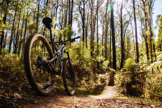 The popular Buxton mountain bike park in Black Range State forest near Marysville in Victoria, Australia