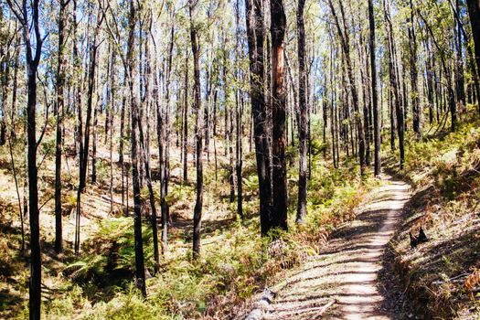 The popular Buxton mountain bike park in Black Range State forest near Marysville in Victoria, Australia