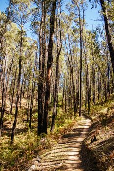 The popular Buxton mountain bike park in Black Range State forest near Marysville in Victoria, Australia