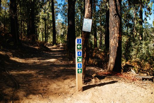 The popular Buxton mountain bike park in Black Range State forest near Marysville in Victoria, Australia