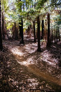 The popular Buxton mountain bike park in Black Range State forest near Marysville in Victoria, Australia