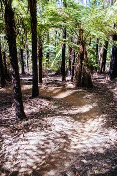 The popular Buxton mountain bike park in Black Range State forest near Marysville in Victoria, Australia