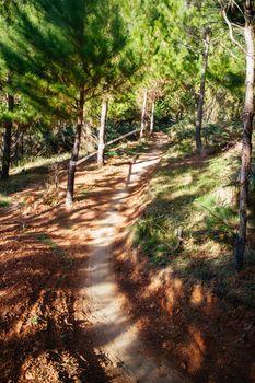 The popular Bright mountain bike park in Victoria, Australia