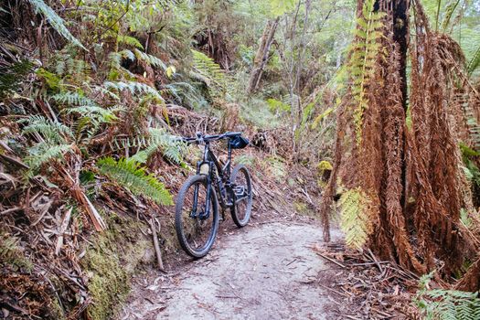 The popular Forrest mountain bike park in Great Otway National Park in Victoria, Australia