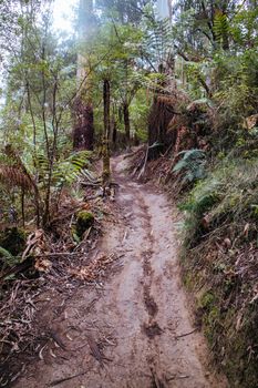 The popular Forrest mountain bike park in Great Otway National Park in Victoria, Australia